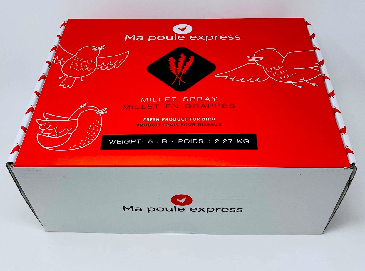 Millet Jaune en Grappes (PRÉ-VENTE/PRE-ORDER) - Ma Poule Express