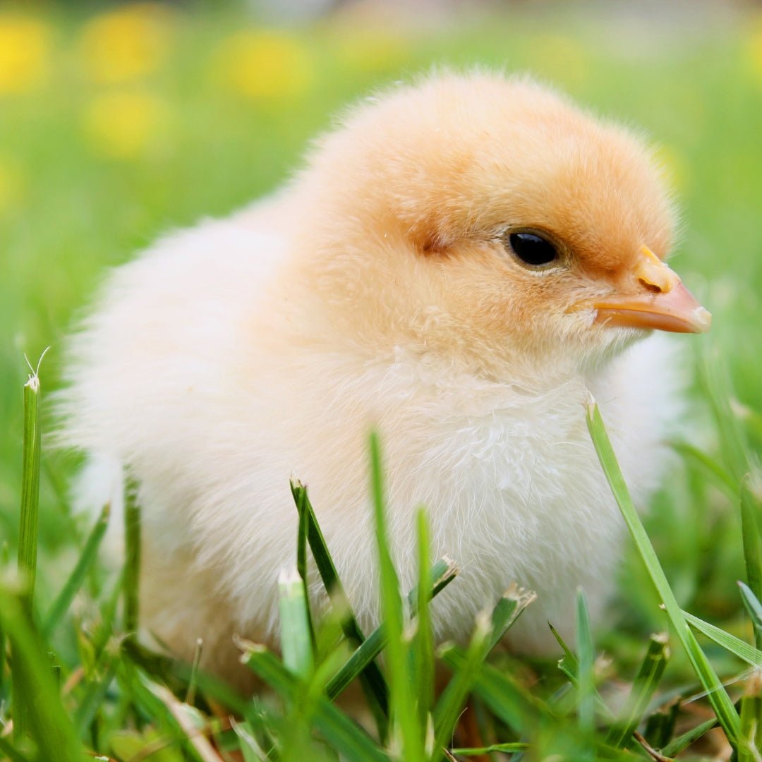 Moulée Début Doussins Enrichie Oméga-3 - Ma Poule Express