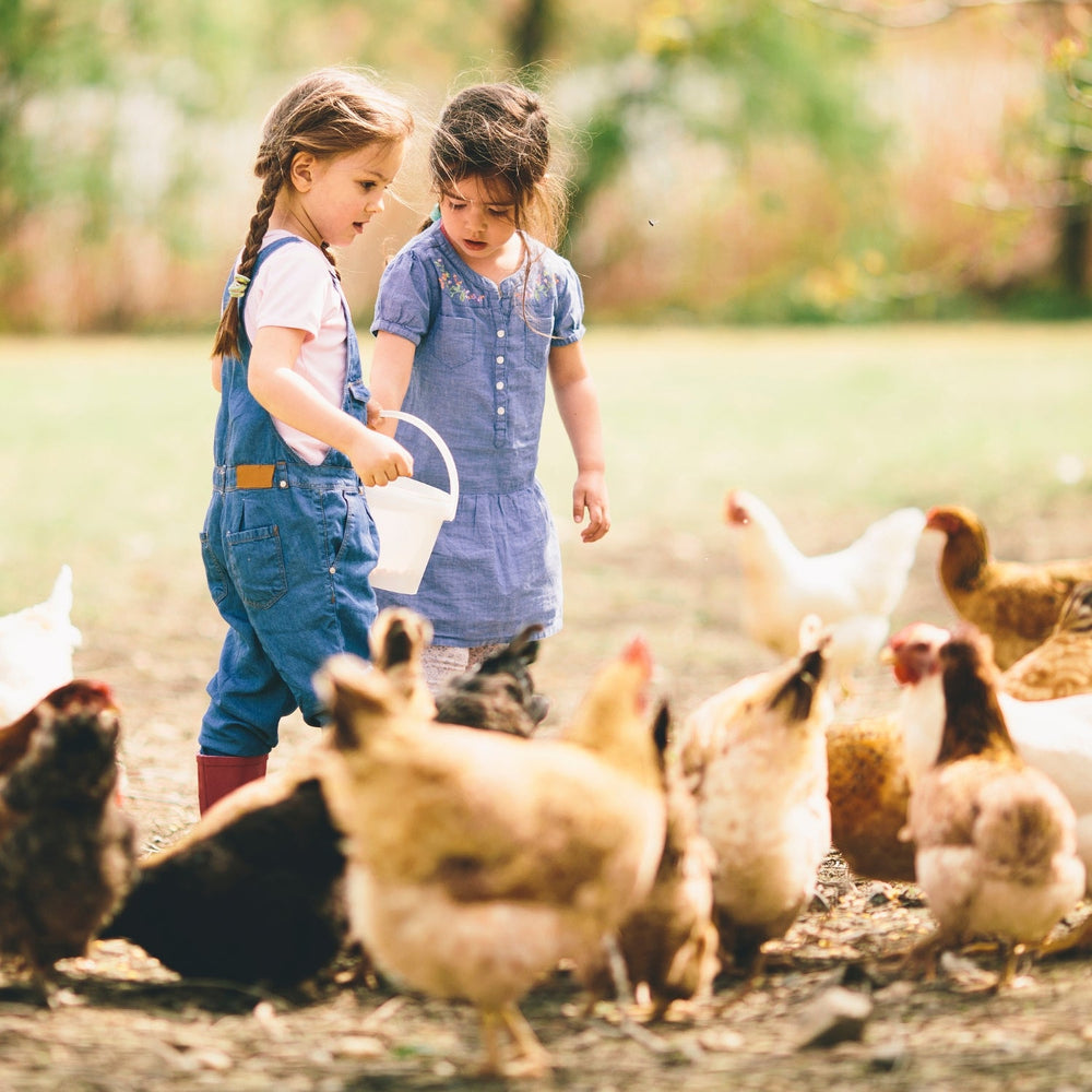 Moulée Ponte Poules Pondeuses 10 LBS - Ma Poule Express