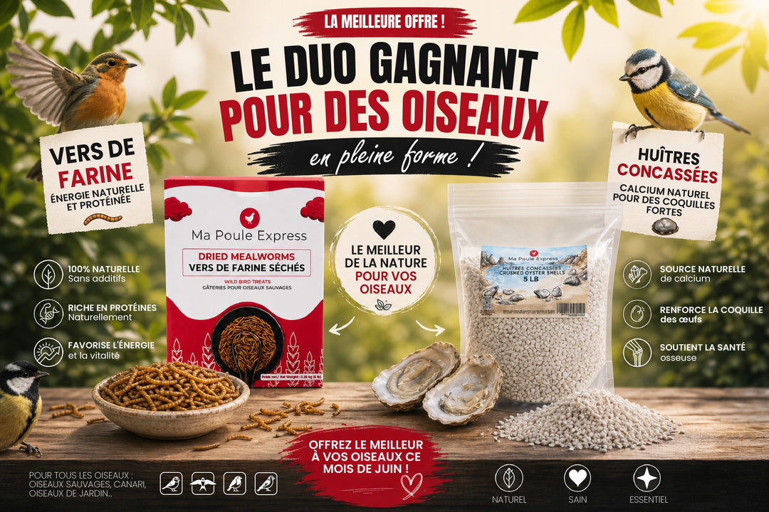 Ensemble de vers de farine séchés et d’huîtres concassées – 5 lb + 5 lb – Source naturelle de protéines et de calcium pour oiseaux sauvages