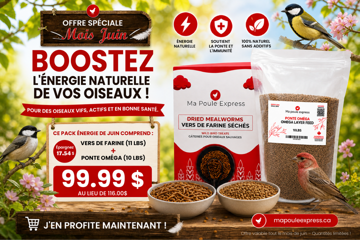 Pack Énergie de Juin : Vers de Farine Séchés (11 lbs) + Moulée Ponte Oméga (10 lbs) – Offre Spéciale de Juin - Ma Poule Express