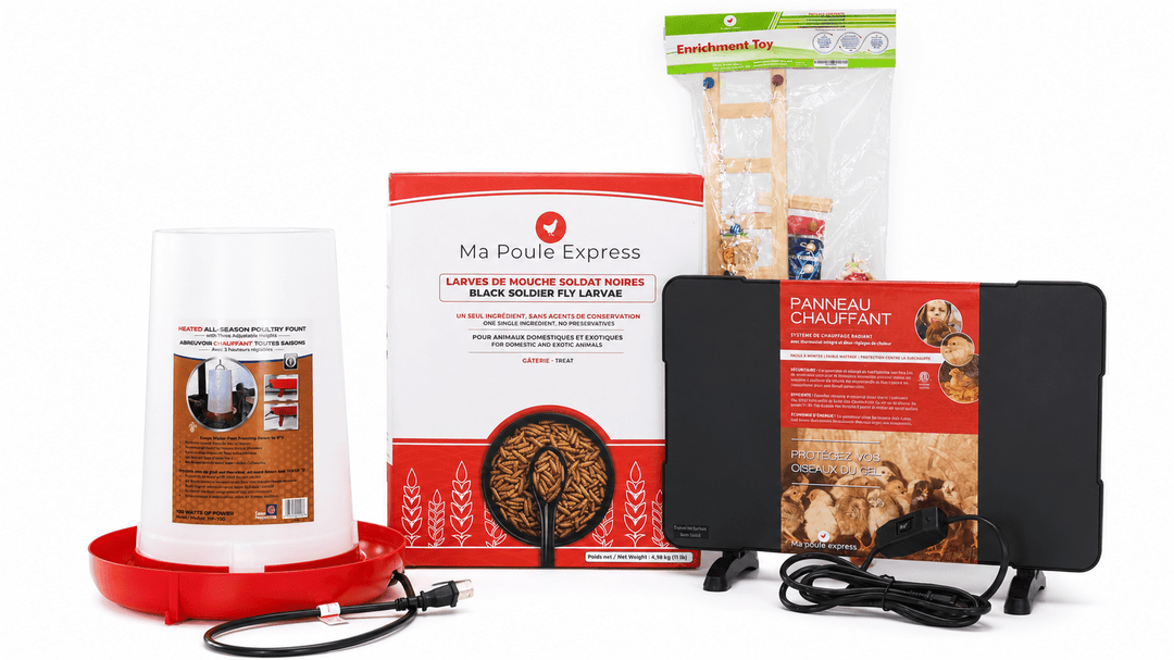 Pack Premium Poulailler Ma Poule Express – Abreuvoir chauffant 100 W, panneau chauffant, larves BSF 11 lb et jouet d'enrichissement - Ma Poule Express
