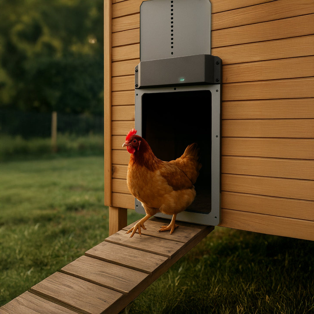 Porte automatique pour poulailler - Ma Poule Express - Ma Poule Express