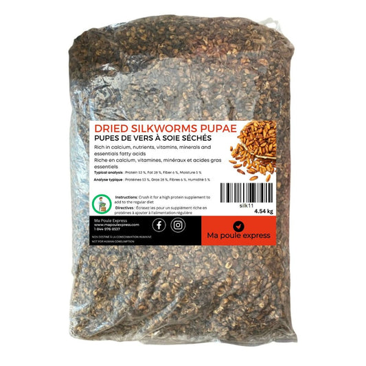 Pupes de vers à soie séchés - Ma Poule Express