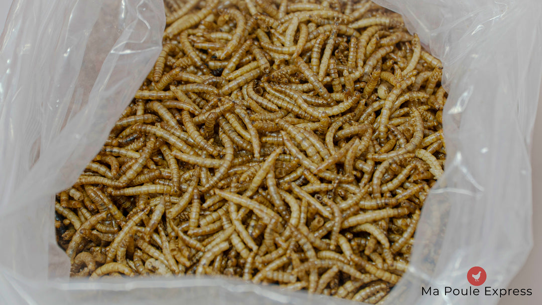 Dried mealworms