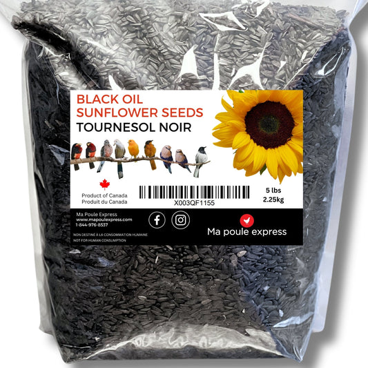 Tournesol noir - Ma Poule Express