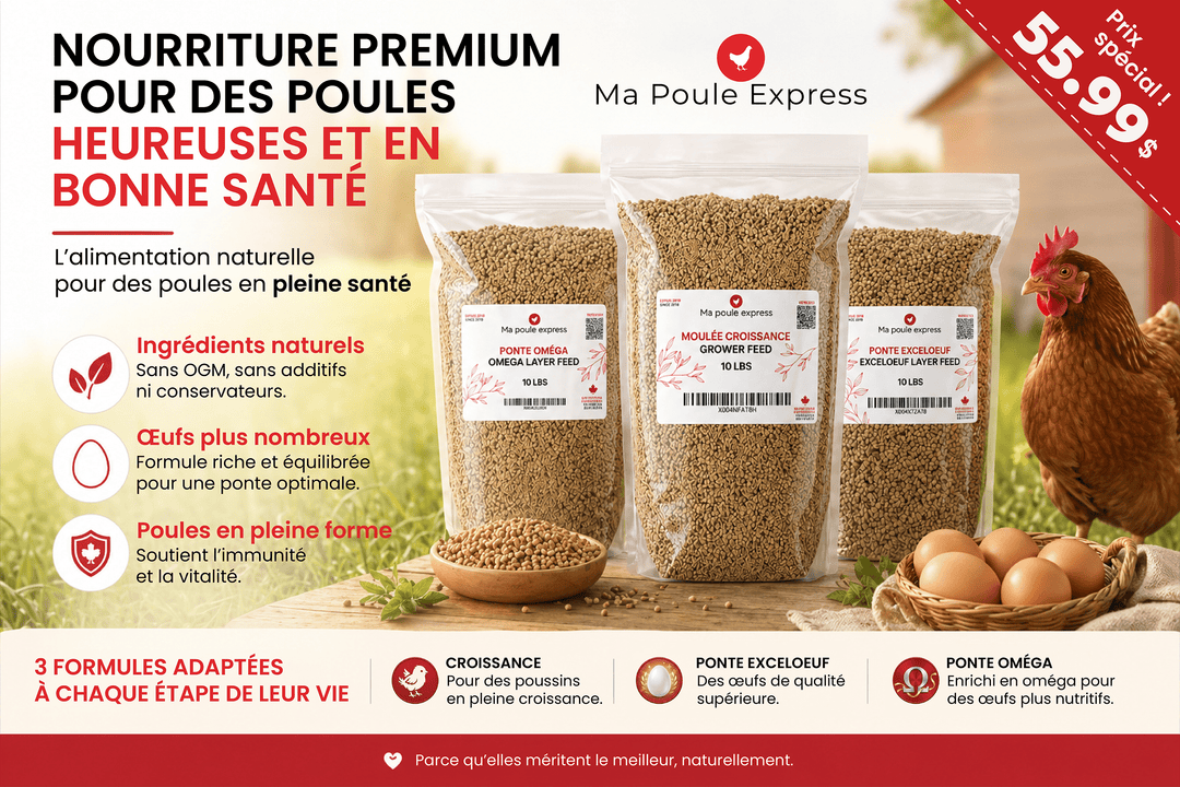 Trio Nourriture Premium pour Poules - Croissance, Ponte Exceloeuf & Ponte Oméga (3 x 10 lbs) - Ma Poule Express