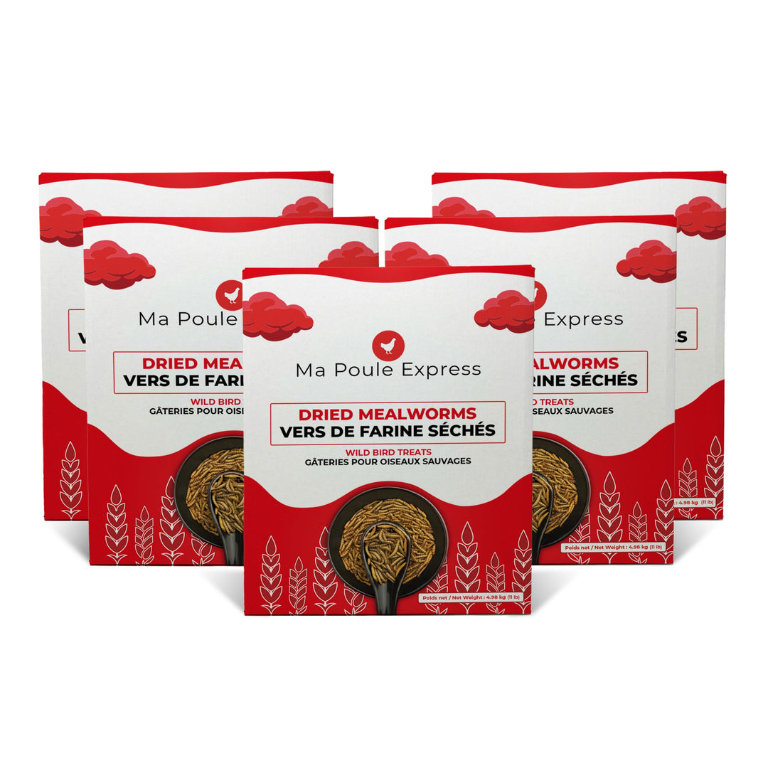 Vers à farine séchés - Ma Poule Express