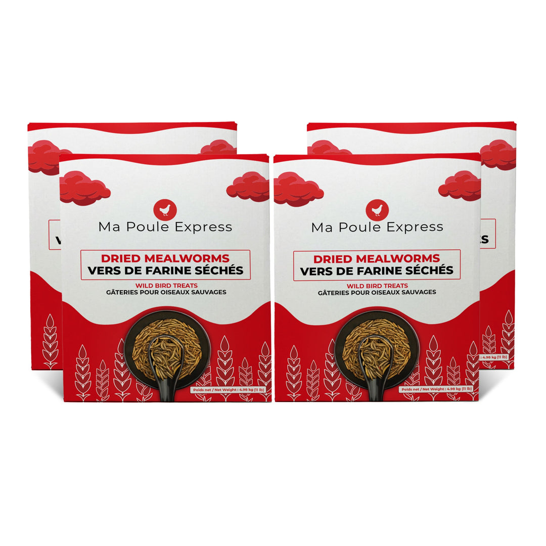 Vers à farine séchés - Ma Poule Express