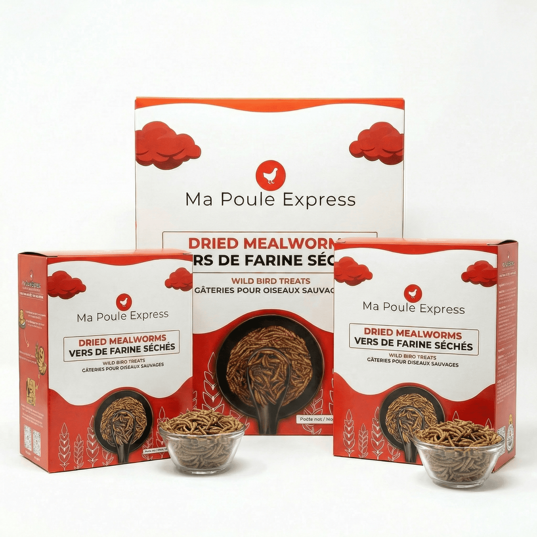 Vers à farine séchés - Ma Poule Express