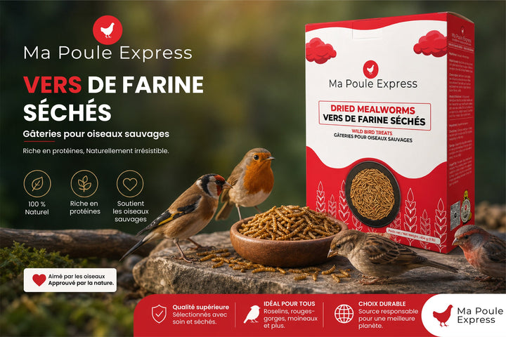 Vers à farine séchés naturels - Ma Poule Express