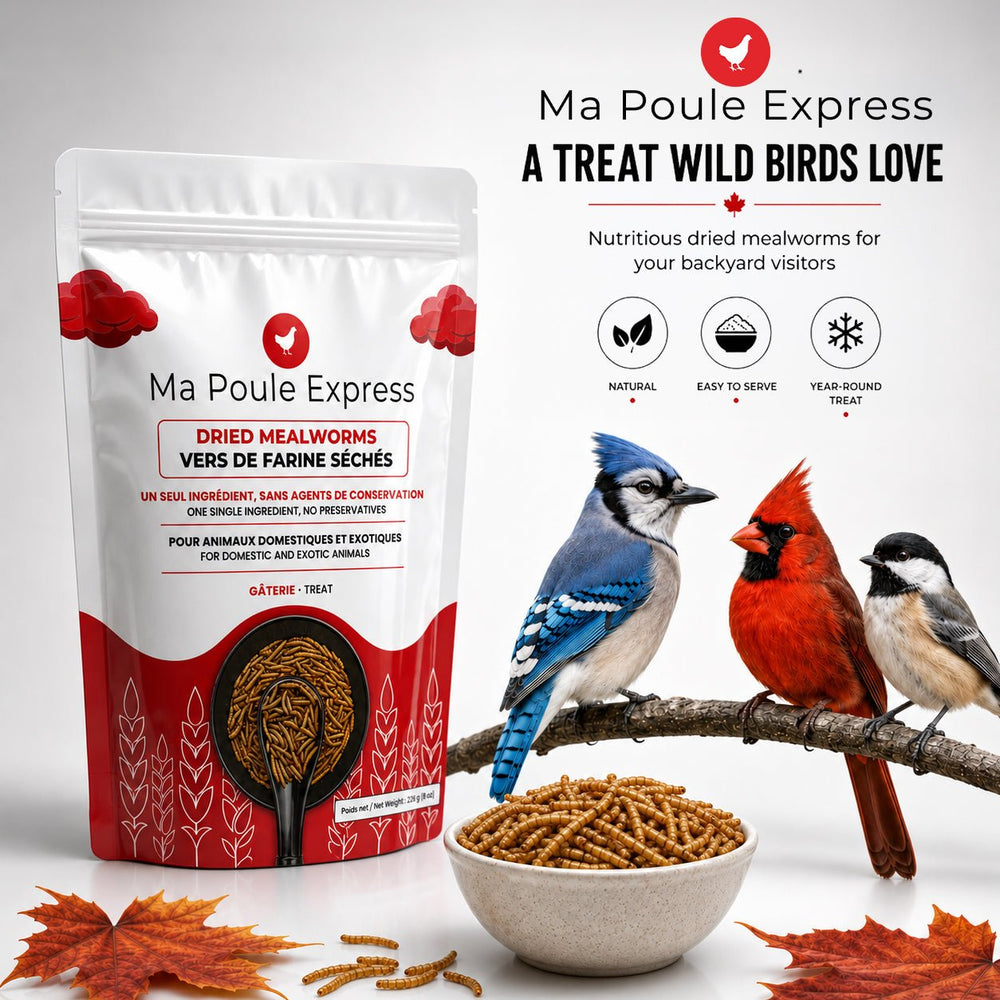 Vers de farine séchés 2 oz (56 g) – Format découverte | Ma Poule Express - Ma Poule Express