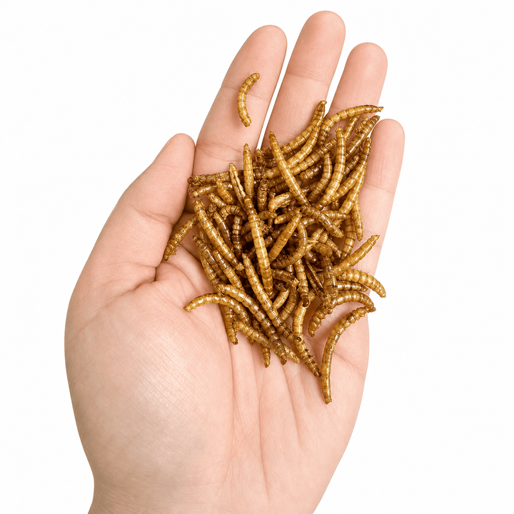 Vers de farine séchés 8 oz (227 g) – Petit format | Ma Poule Express - Ma Poule Express