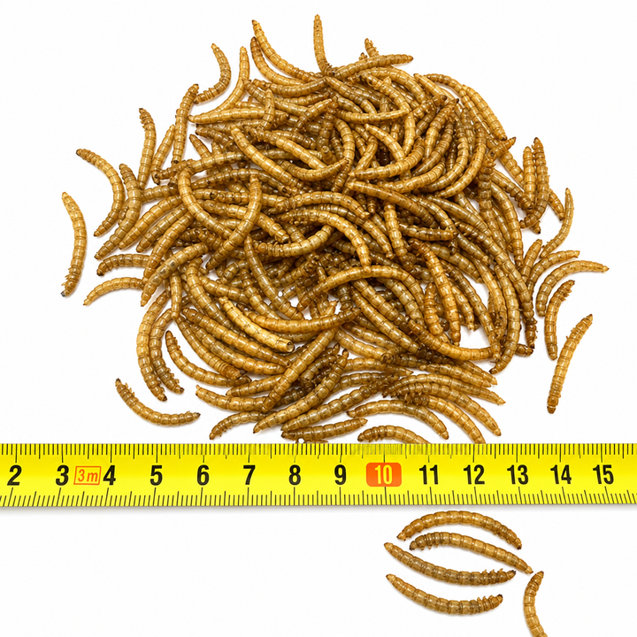 Vers de farine séchés 2 oz (56 g) – Format découverte | Ma Poule Express