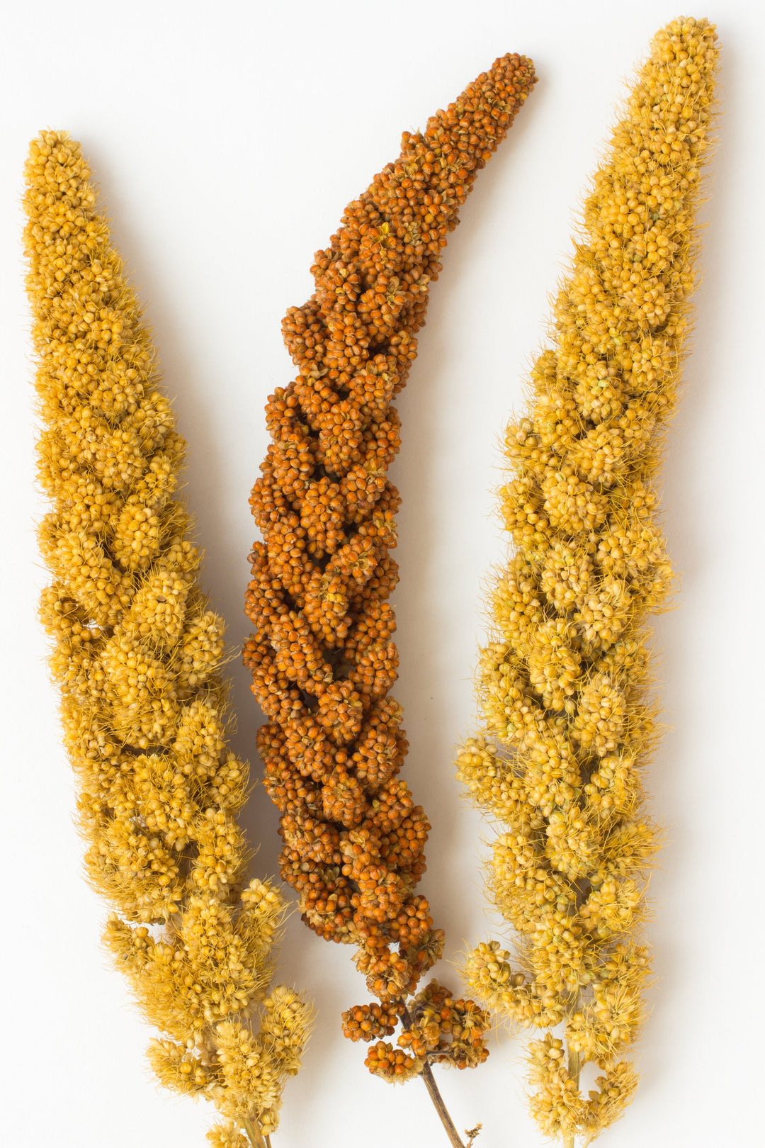 EN VRAC - Millet frais en grappes (Jaune) - Ma Poule Express